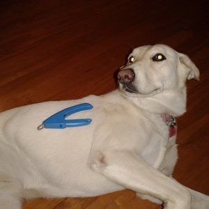 Dog Toe Nail Clippers in Blue